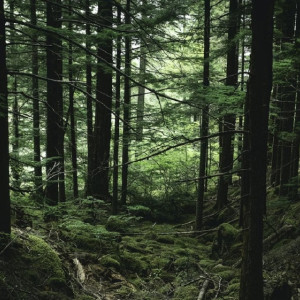 Во Владимирской области арендатора леса уличили в захламлении противопожарных полос