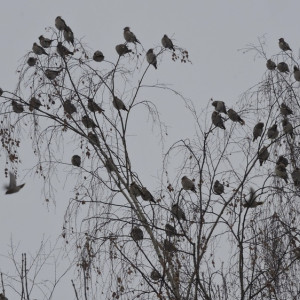 29 день Великого поста: что можно и нельзя 15 апреля