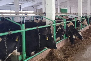 В Вязниках реконструировали две молочных фермы на 400 голов