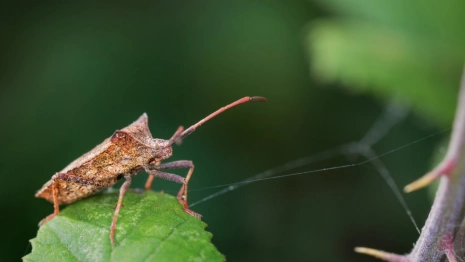 Во Владимирской области с начала марта поймали 31 клеща