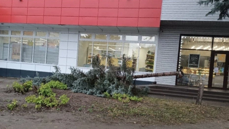 Во Владимире спилившим голубую ель вандалом занялась полиция