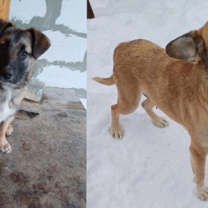 Во Владимирской области на М-12 выбросили собаку с двумя щенками