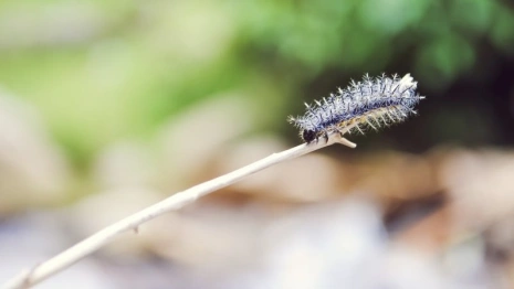 Гайд «День во Владимире». Кто такой непарный шелкопряд и чем он опасен
