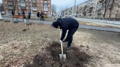 Во владимирском сквере на Усти-на-Лабе высадили каштан взамен спиленных деревьев