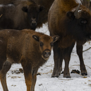 Во Владимирской области за 2023 год родилось 15 телят зубров