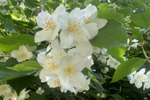 Прогноз погоды во Владимире и области на 16 мая