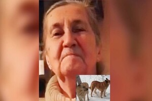 Во Владимирской области объявили поиски бабушки с двумя собаками