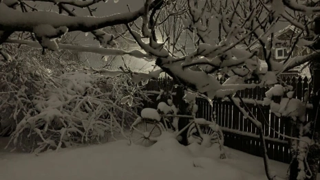 Последствия апрельского снегопада во Владимирской области
