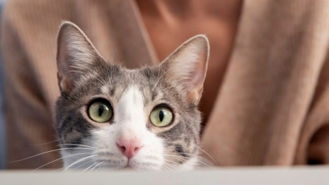 В деревне под Вязниками отменили карантин по бешенству животных