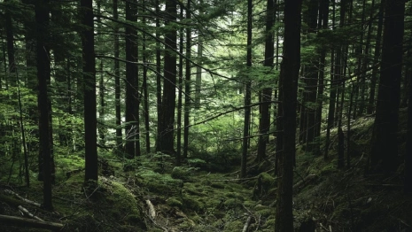 Во Владимирской области арендатора леса уличили в захламлении противопожарных полос 