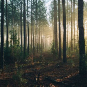 Во Владимирской области «черный лесоруб» избежал реального срока за вырубку 164 деревьев