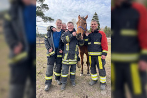 Во Владимирской области пожарные спасли лошадей
