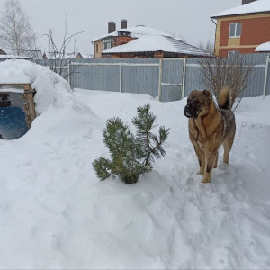 Улицы Владимирской области за ночь замело снегом