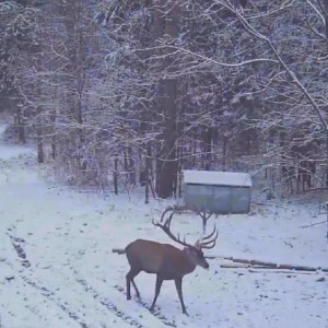 Благородный олень попал в фотоловушку в Киржачском районе