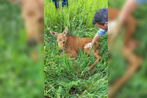 В Селивановском районе бездомные собаки покусали лосенка