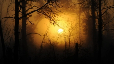 Во Владимирской области пропавшего в лесу пенсионера спустя 5 дней чудом нашли живым