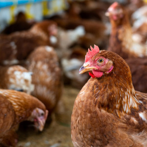 Иванов день: что можно и нельзя делать 1 ноября