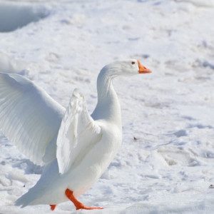 Появилась подробная программа масленичных гуляний в Суздале