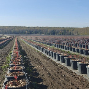 Урожай голубики с плантации во Владимирской области соберут в 2026 году