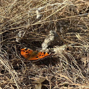 Третья седмица Великого поста: что можно и нельзя 1 апреля