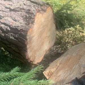 В лесах Петушинского района незаконно вырубили деревья