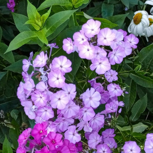 Прогноз погоды во Владимирской области на 8 августа