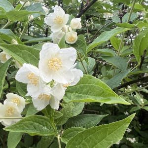 Во Владимире на 4 улицах высадят декоративные кустарники и растения