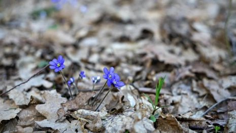 Прогноз погоды во Владимирской области на 1 марта