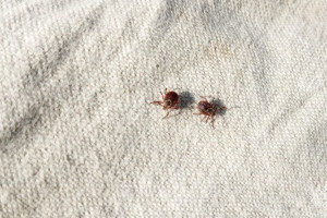 За неделю с жителей Владимирской области сняли 3 зараженных вирусами клещей