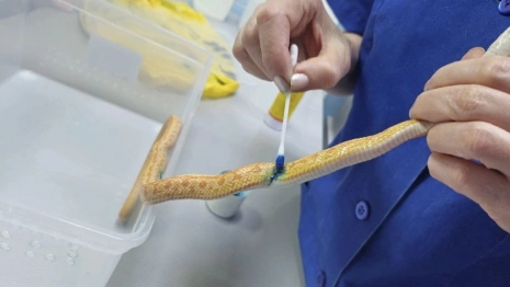 Владимирские ветеринары спасли змею после нападения кота