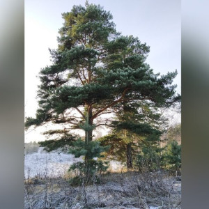 Во Владимире генплан с преображением «Дружбы» вызвал массовое возмущение жителей