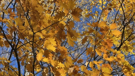 Во Владимирской области до 17 сентября спрогнозировали высокую пожарную опасность