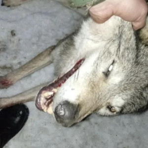 Во Владимирской области убили двух волков