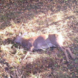 Во Владимирской области произошло 60 ДТП с дикими животными