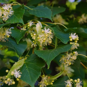 Ульянов день: что можно и нельзя делать 4 июля
