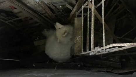 Во Владимире спасатели вызволили провалившуюся в смотровую яму собаку