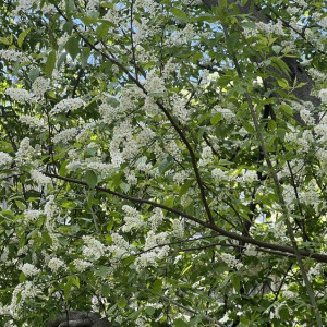 Прогноз погоды во Владимире и области на 15 мая