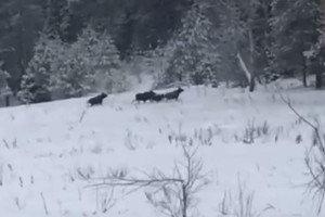 В Ковровском районе встретили две группы лосей из 11 особей