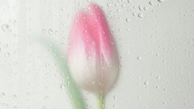 Прогноз погоды во Владимире и области на 6 апреля 2026 года