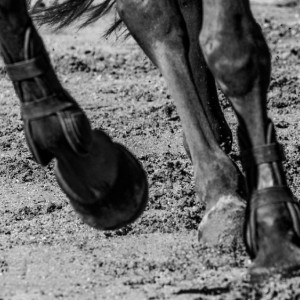 Жительницу Суздаля будут судить за падение туристов с лошади