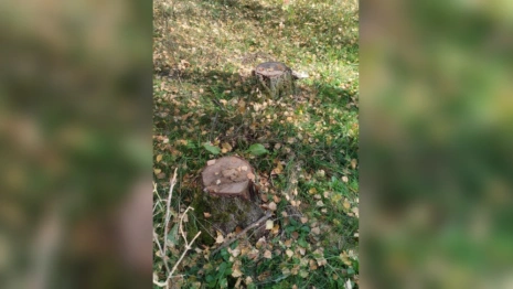 В Муроме вырубка берез обернулась уголовным делом