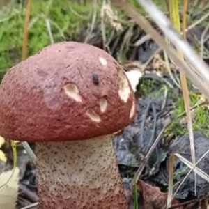 Грибники показали первые результаты тихой охоты во Владимирской области