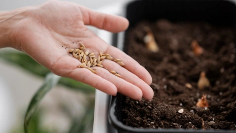 Во Владимирской области нашли 128 выдуманных сортов семян овощей