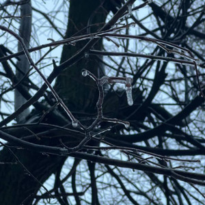 Во Владимирской области спрогнозировали повторение ледяного дождя