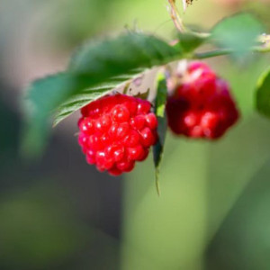 Авдотья Малиновка: что можно и чего нельзя делать 17 августа