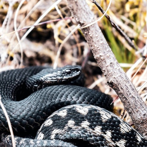 Во Владимирской области проснулись змеи