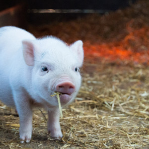 Во Владимирской области выявили 9 очагов африканской чумы