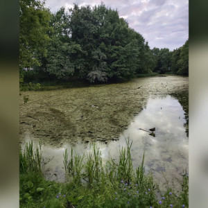 Во Владимире отказались расчищать Добросельский пруд