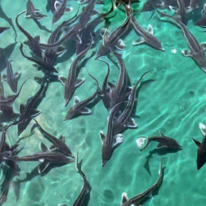 Муромская Ока пополнилась 163 тысячами молоди стерляди