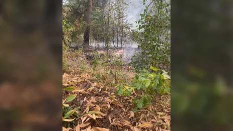 Во Владимирской области взрослые и дети спасли деревню от лесного пожара